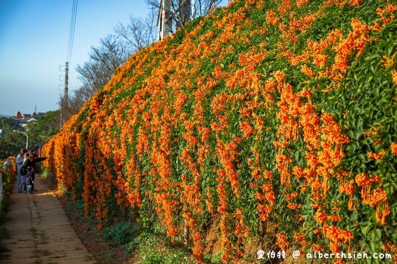 2024苗栗銅鑼炮仗花步道（銅鑼環保公園/櫻花隧道/季節限定雙層炮仗花海瀑布）