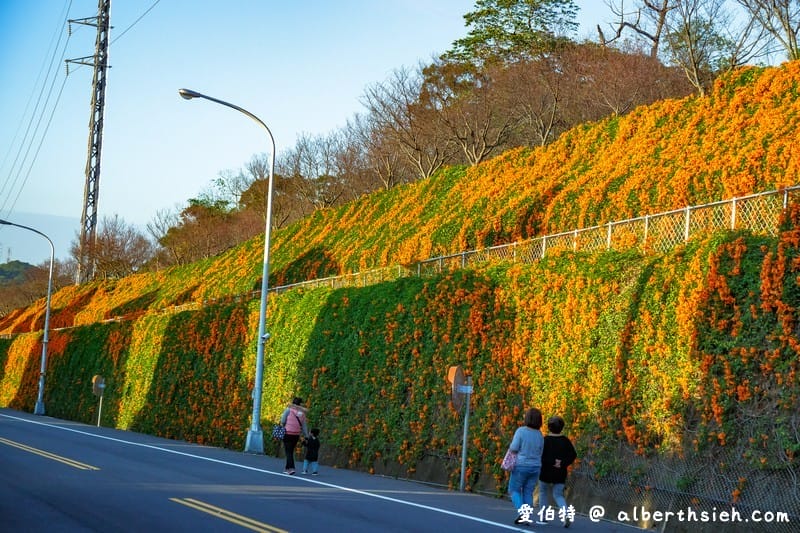 2024苗栗銅鑼炮仗花步道（銅鑼環保公園/櫻花隧道/季節限定雙層炮仗花海瀑布）