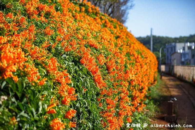 2024苗栗銅鑼炮仗花步道（銅鑼環保公園/櫻花隧道/季節限定雙層炮仗花海瀑布）