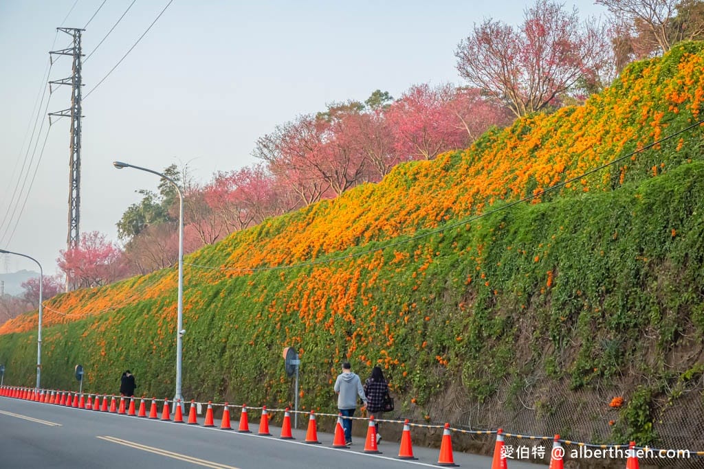 2024苗栗銅鑼炮仗花步道（銅鑼環保公園/櫻花隧道/季節限定雙層炮仗花海瀑布）