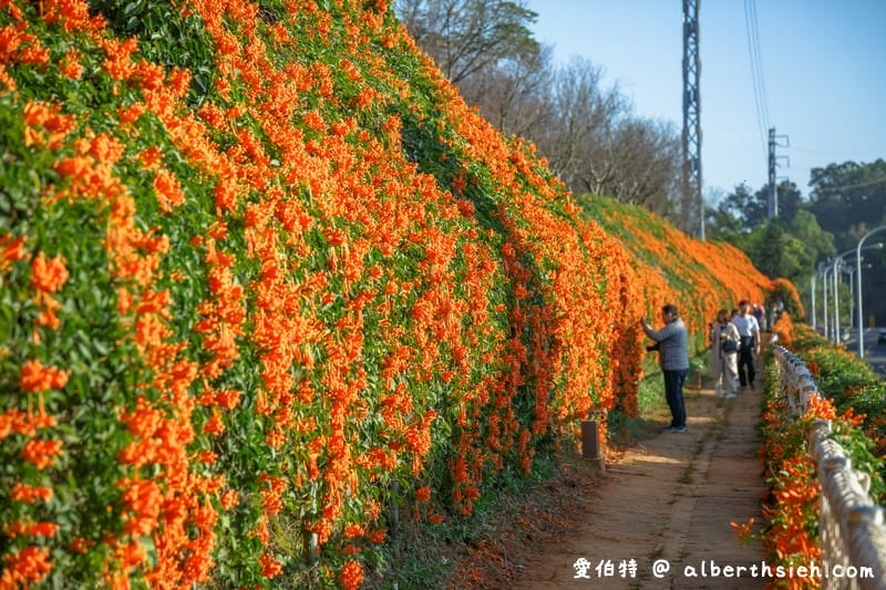 2024苗栗銅鑼炮仗花步道（銅鑼環保公園/櫻花隧道/季節限定雙層炮仗花海瀑布）