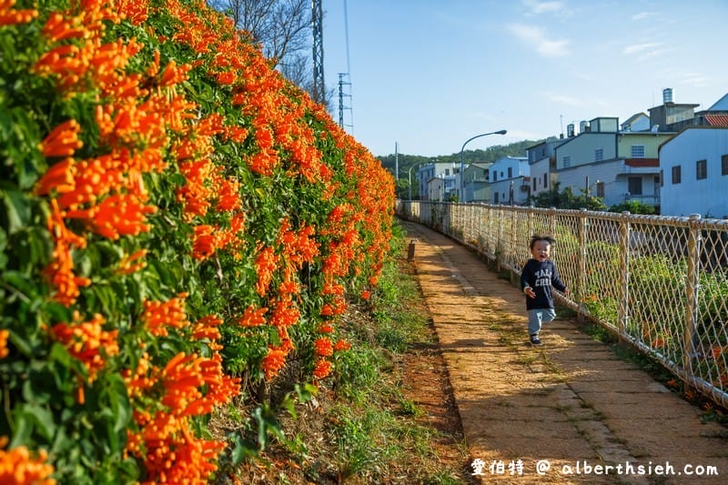 2024苗栗銅鑼炮仗花步道（銅鑼環保公園/櫻花隧道/季節限定雙層炮仗花海瀑布）