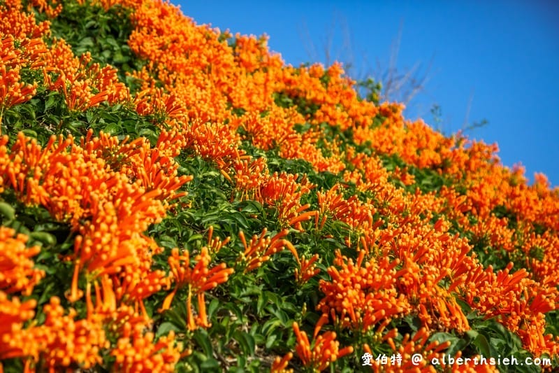 2024苗栗銅鑼炮仗花步道（銅鑼環保公園/櫻花隧道/季節限定雙層炮仗花海瀑布）