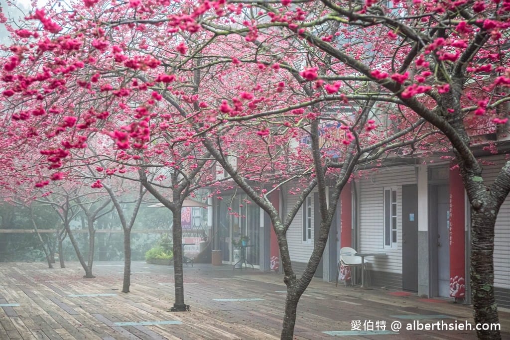 三義藝術村櫻花渡假會館．苗栗三義賞櫻景點（桃紅八重櫻搭配霧氣有著美麗的朦朧美）