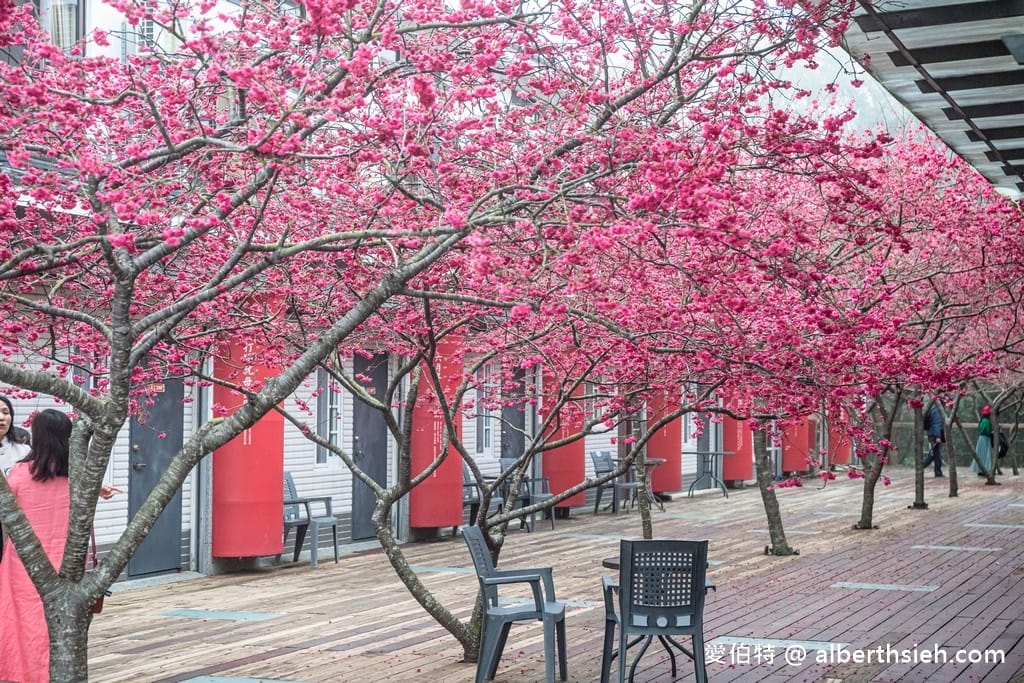 三義藝術村櫻花渡假會館．苗栗三義賞櫻景點（桃紅八重櫻搭配霧氣有著美麗的朦朧美）
