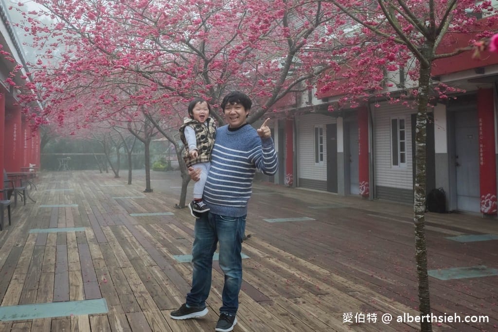 三義藝術村櫻花渡假會館．苗栗三義賞櫻景點（桃紅八重櫻搭配霧氣有著美麗的朦朧美）