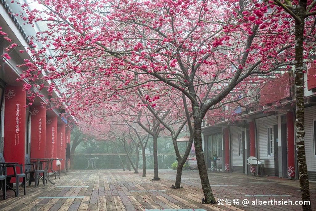 三義藝術村櫻花渡假會館．苗栗三義賞櫻景點（桃紅八重櫻搭配霧氣有著美麗的朦朧美）