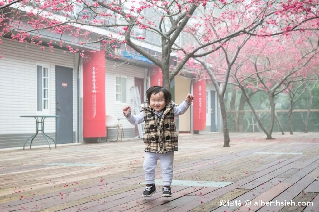 三義藝術村櫻花渡假會館．苗栗三義賞櫻景點（桃紅八重櫻搭配霧氣有著美麗的朦朧美）