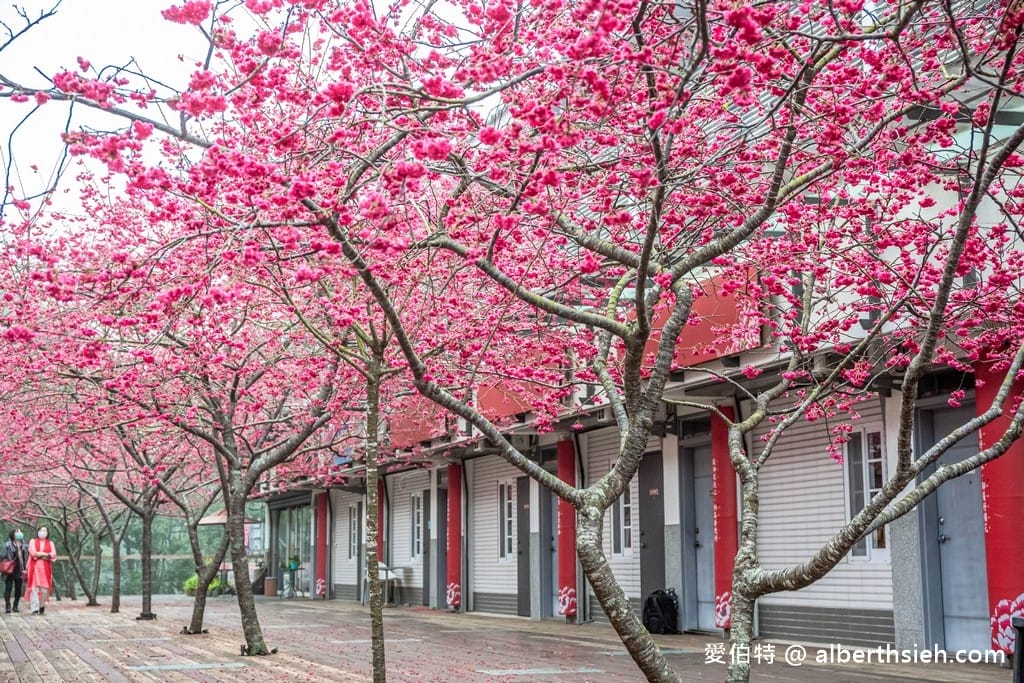 三義藝術村櫻花渡假會館．苗栗三義賞櫻景點（桃紅八重櫻搭配霧氣有著美麗的朦朧美）