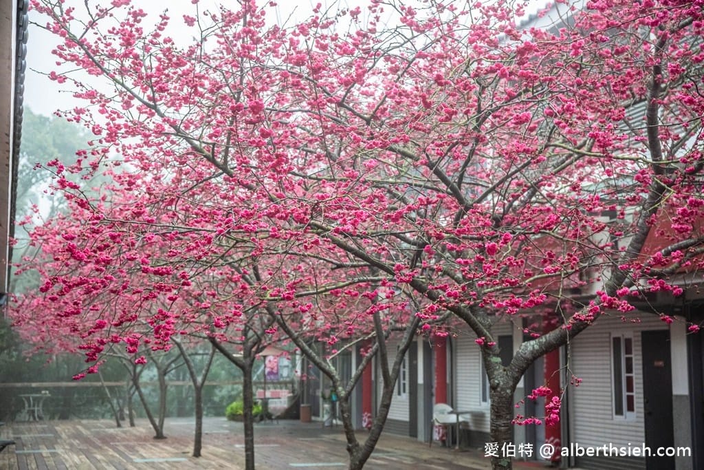 三義藝術村櫻花渡假會館．苗栗三義賞櫻景點（桃紅八重櫻搭配霧氣有著美麗的朦朧美）