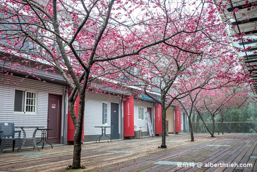 三義藝術村櫻花渡假會館．苗栗三義賞櫻景點（桃紅八重櫻搭配霧氣有著美麗的朦朧美）