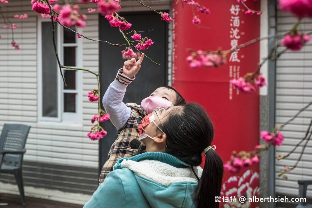 三義藝術村櫻花渡假會館．苗栗三義賞櫻景點（桃紅八重櫻搭配霧氣有著美麗的朦朧美）