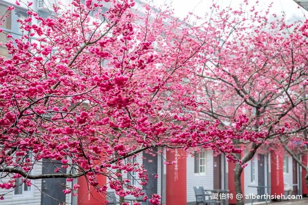 三義藝術村櫻花渡假會館．苗栗三義賞櫻景點（桃紅八重櫻搭配霧氣有著美麗的朦朧美）