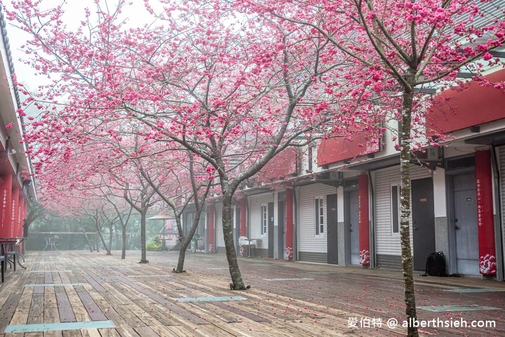 三義藝術村櫻花渡假會館．苗栗三義賞櫻景點（桃紅八重櫻搭配霧氣有著美麗的朦朧美）