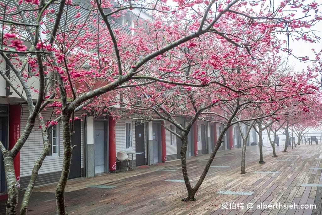 三義藝術村櫻花渡假會館．苗栗三義賞櫻景點（桃紅八重櫻搭配霧氣有著美麗的朦朧美）
