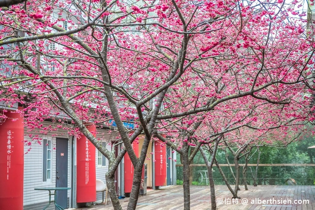 三義藝術村櫻花渡假會館．苗栗三義賞櫻景點（桃紅八重櫻搭配霧氣有著美麗的朦朧美）