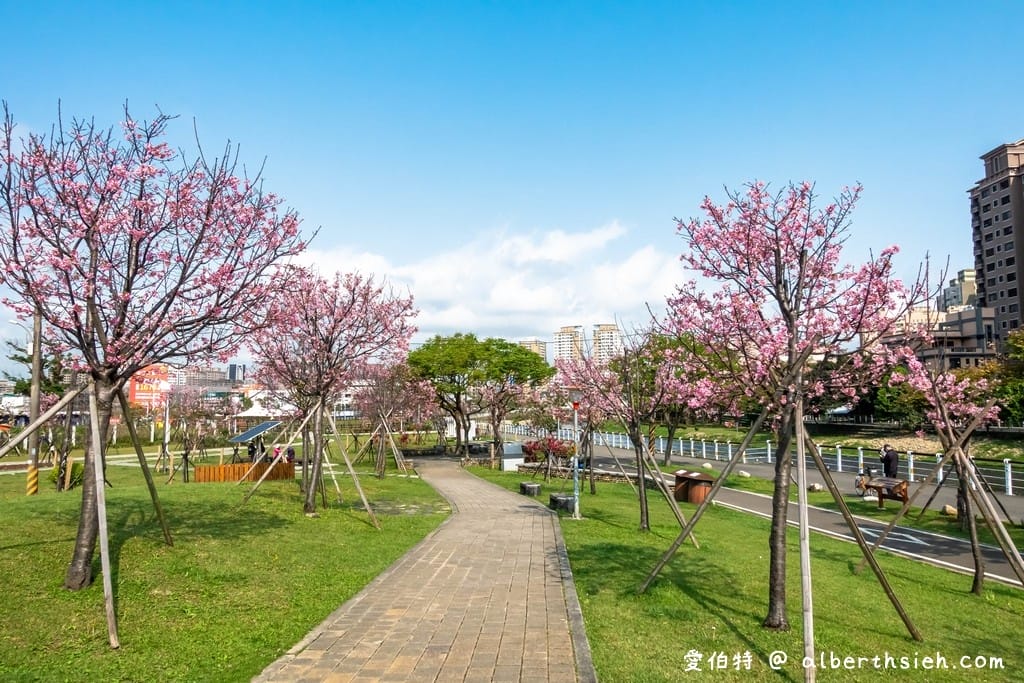 桃園櫻花景點．檜溪河濱公園（上百棵的粉紅富士櫻盛開美不勝收）