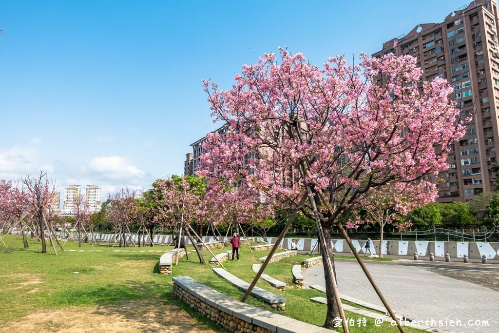 桃園櫻花景點．檜溪河濱公園（上百棵的粉紅富士櫻盛開美不勝收）
