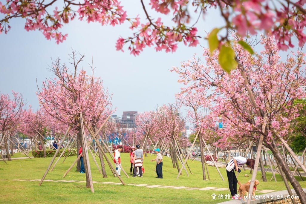 桃園櫻花景點．檜溪河濱公園（上百棵的粉紅富士櫻盛開美不勝收）