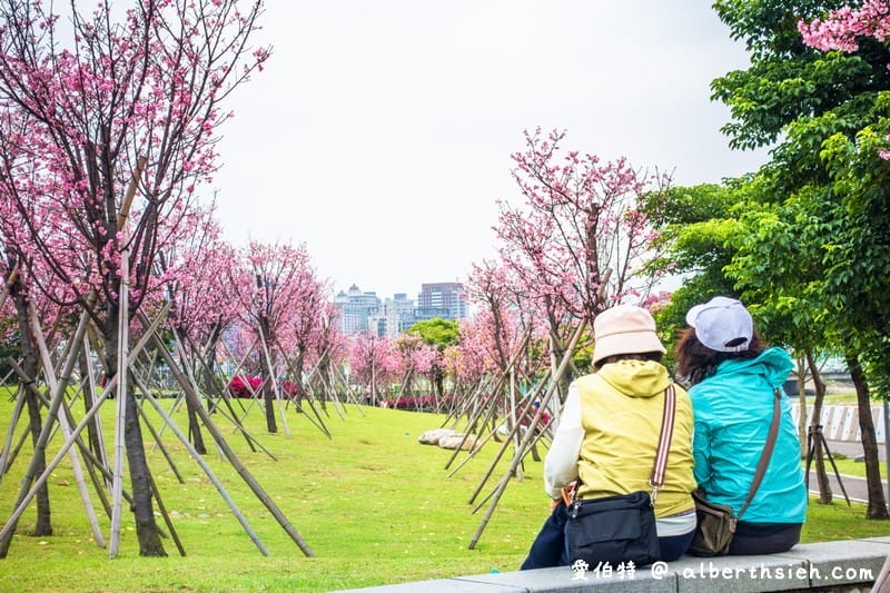 桃園櫻花景點．檜溪河濱公園（上百棵的粉紅富士櫻盛開美不勝收）