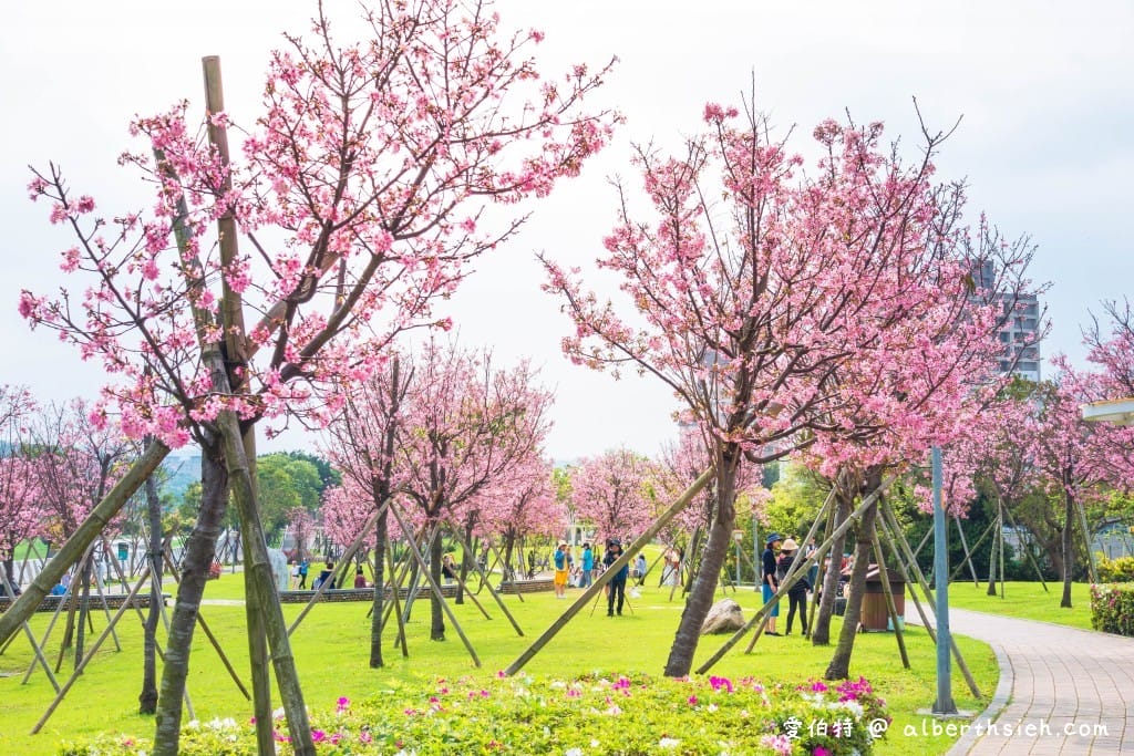 桃園櫻花景點．檜溪河濱公園（上百棵的粉紅富士櫻盛開美不勝收）