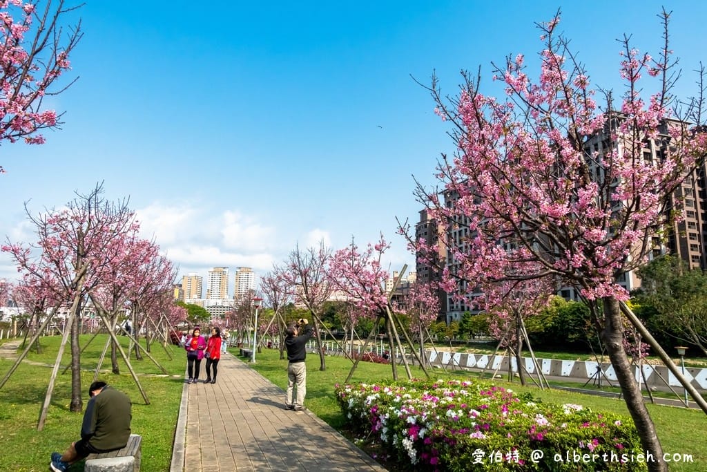 桃園櫻花景點．檜溪河濱公園（上百棵的粉紅富士櫻盛開美不勝收）