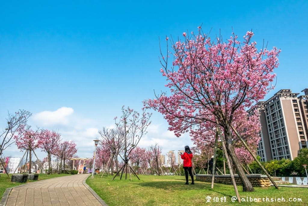桃園櫻花景點．檜溪河濱公園（上百棵的粉紅富士櫻盛開美不勝收）