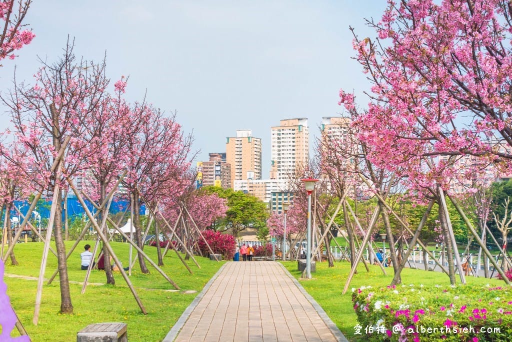 桃園櫻花景點．檜溪河濱公園（上百棵的粉紅富士櫻盛開美不勝收）