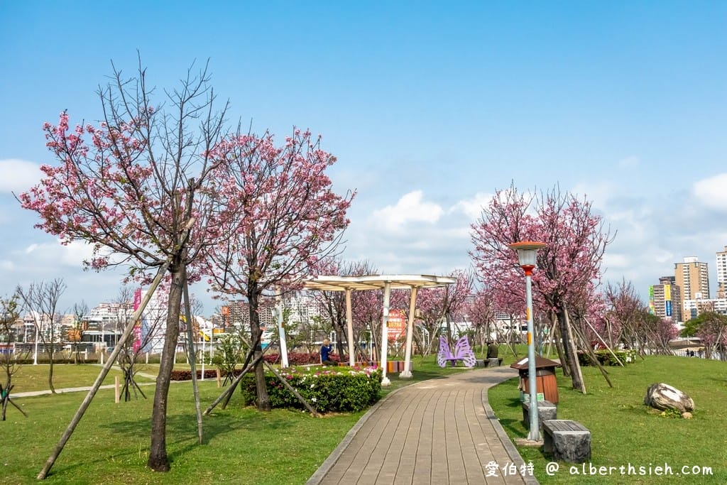 桃園櫻花景點．檜溪河濱公園（上百棵的粉紅富士櫻盛開美不勝收）