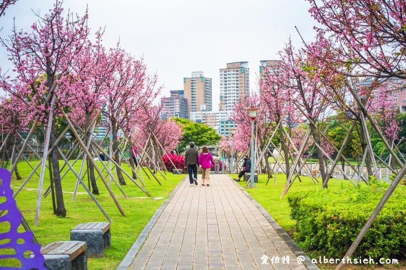 桃園櫻花景點．檜溪河濱公園（上百棵的粉紅富士櫻盛開美不勝收）
