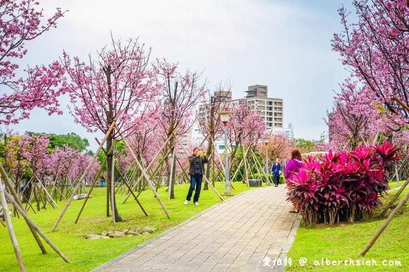 桃園櫻花景點．檜溪河濱公園（上百棵的粉紅富士櫻盛開美不勝收）