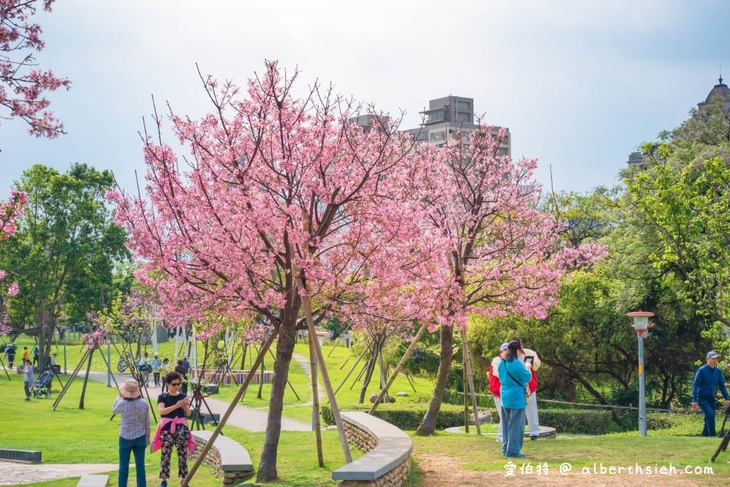 桃園櫻花景點．檜溪河濱公園（上百棵的粉紅富士櫻盛開美不勝收）