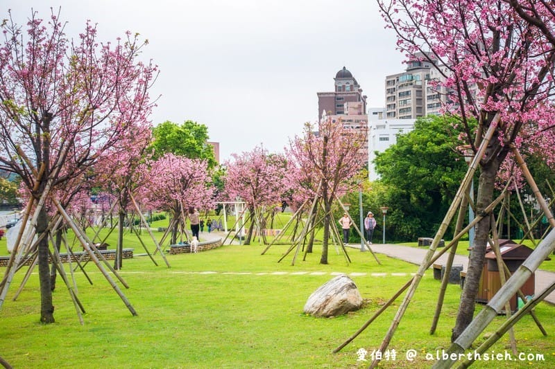 桃園櫻花景點．檜溪河濱公園（上百棵的粉紅富士櫻盛開美不勝收）