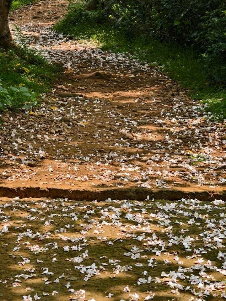 蘆竹羊稠森林步道（眺望高鐵行駛，寬敞平緩好走，運動踏青賞景皆宜） @愛伯特