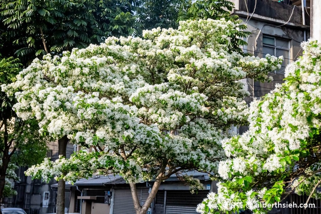 桃園平鎮流蘇步道．社子支渠流蘇步道（流蘇花&麻葉繡球相互爭妍鬥豔的四月雪賞花步道）