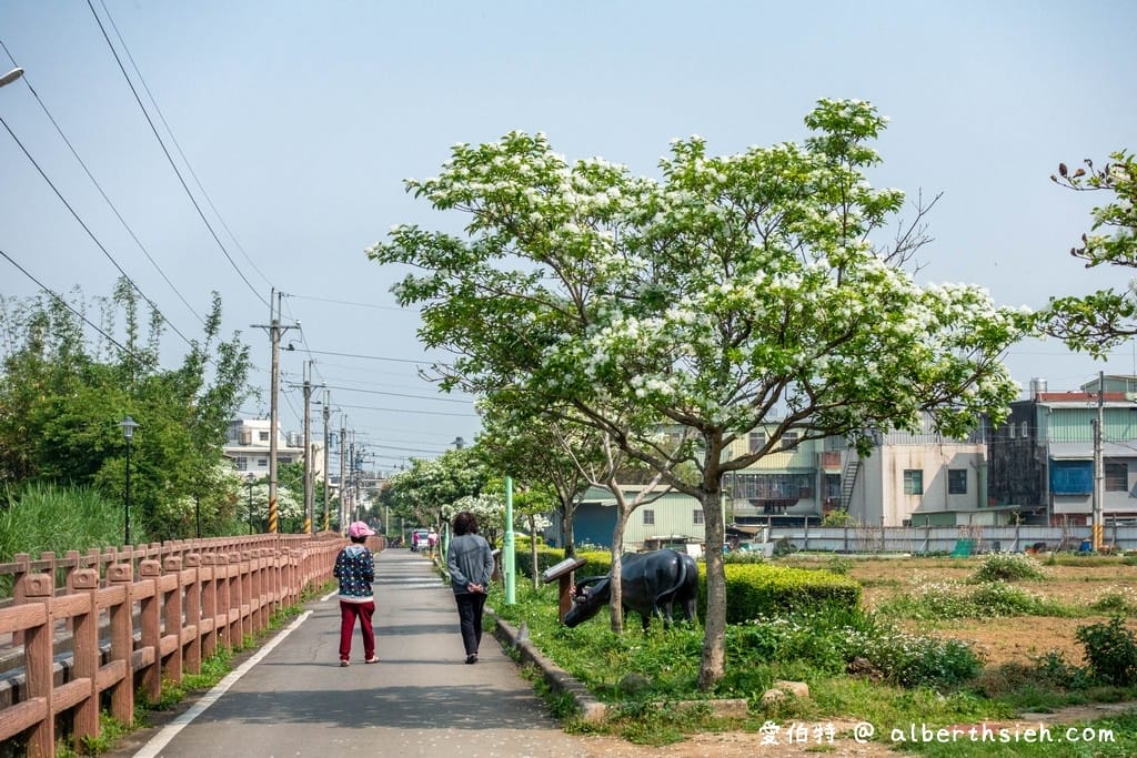 桃園平鎮流蘇步道．社子支渠流蘇步道（流蘇花&麻葉繡球相互爭妍鬥豔的四月雪賞花步道）