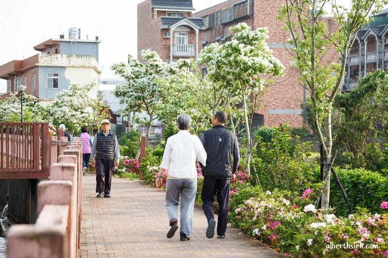 桃園平鎮流蘇步道．社子支渠流蘇步道（流蘇花&麻葉繡球相互爭妍鬥豔的四月雪賞花步道）