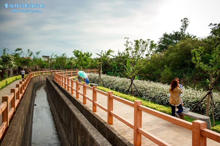桃園平鎮流蘇步道．社子支渠流蘇步道（流蘇花&麻葉繡球相互爭妍鬥豔的四月雪賞花步道）