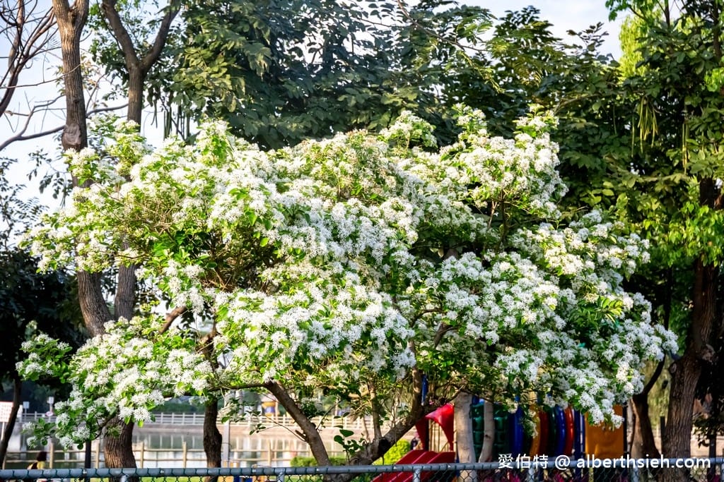 桃園平鎮流蘇步道．社子支渠流蘇步道（流蘇花&麻葉繡球相互爭妍鬥豔的四月雪賞花步道）