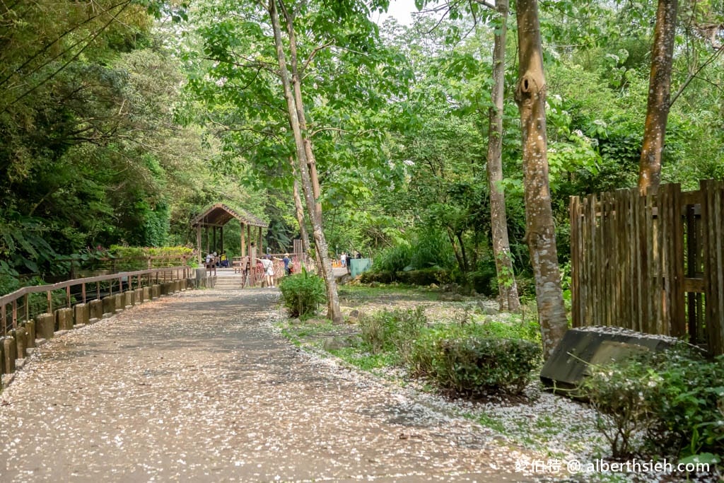 三坑鐵馬道｜桃園龍潭景點，賞桐花騎腳踏車還可逛老街