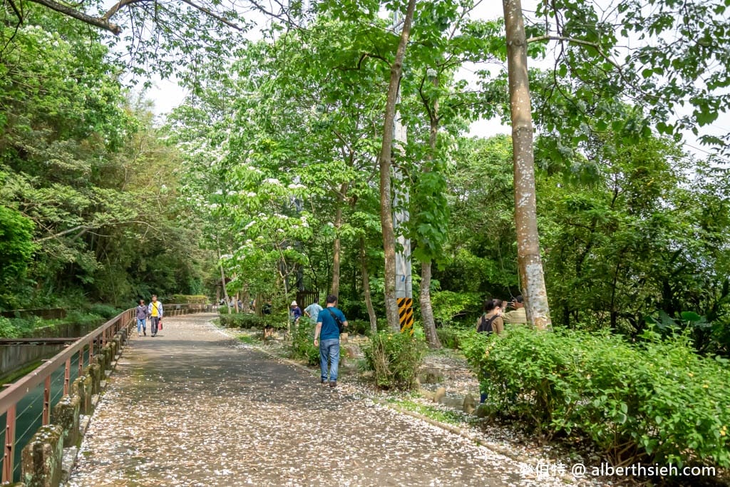 三坑鐵馬道｜桃園龍潭景點，賞桐花騎腳踏車還可逛老街