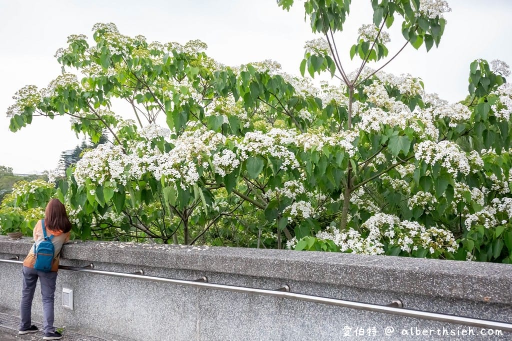 桃園賞桐花景點|桃園客家文化館,馬路邊就可以讓你輕鬆賞桐花 - 第10張圖 桃園賞桐花景點|桃園客家文化館,馬路邊就可以讓你輕鬆賞桐花