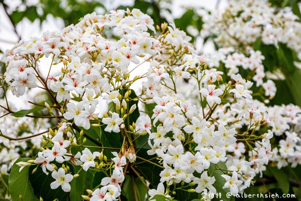 桃園賞桐花景點|桃園客家文化館,馬路邊就可以讓你輕鬆賞桐花 - 第12張圖 桃園賞桐花景點|桃園客家文化館,馬路邊就可以讓你輕鬆賞桐花