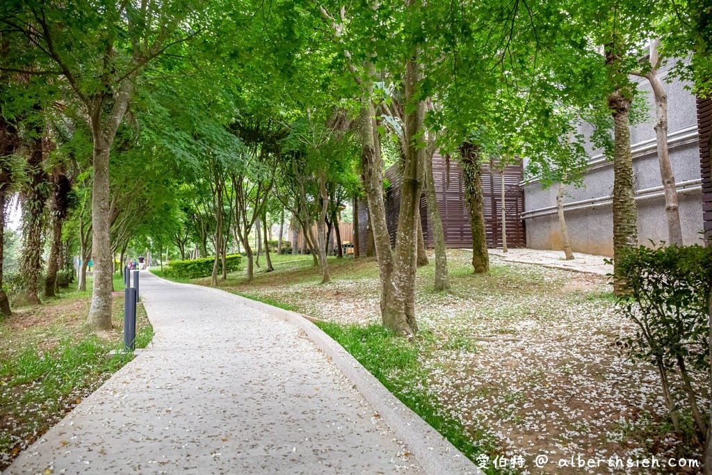 桃園賞桐花景點|桃園客家文化館,馬路邊就可以讓你輕鬆賞桐花 - 第18張圖 桃園賞桐花景點|桃園客家文化館,馬路邊就可以讓你輕鬆賞桐花