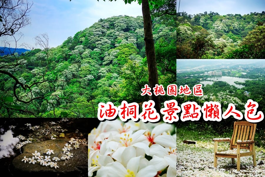 桃園賞桐花景點|桃園客家文化館,馬路邊就可以讓你輕鬆賞桐花 - 第25張圖 桃園賞桐花景點|桃園客家文化館,馬路邊就可以讓你輕鬆賞桐花