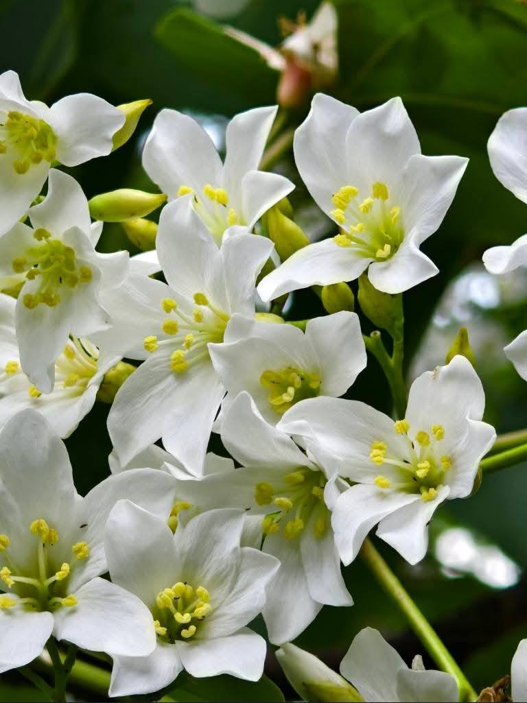 甘家堡｜桃園龍潭油桐花推薦，池潭草坪老樹可以近距離欣賞 @愛伯特