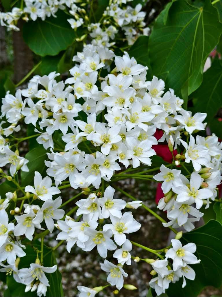甘家堡｜桃園龍潭油桐花推薦，池潭草坪老樹可以近距離欣賞 @愛伯特