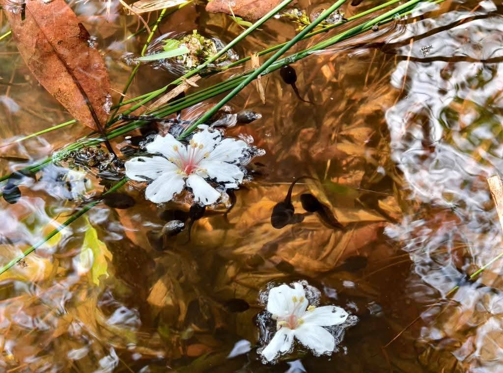 甘家堡｜桃園龍潭油桐花推薦，池潭草坪老樹可以近距離欣賞 @愛伯特
