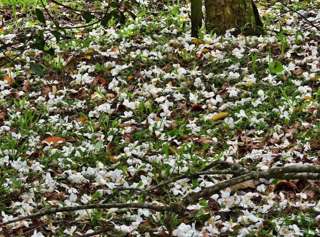 甘家堡｜桃園龍潭油桐花推薦，池潭草坪老樹可以近距離欣賞 @愛伯特