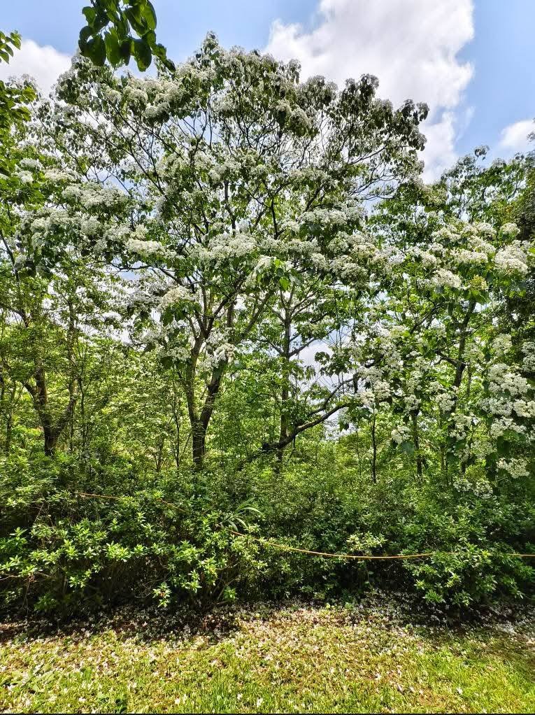 甘家堡｜桃園龍潭油桐花推薦，池潭草坪老樹可以近距離欣賞 @愛伯特